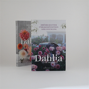 Dahlia: drömrabatter, färgkomposition och arrangemang