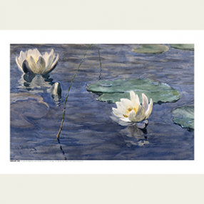 Skredsvig: Vannliljer