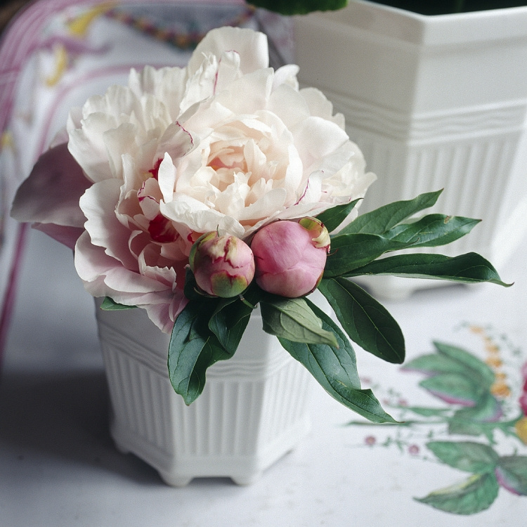 WALDEMARSUDDEKRUKAN®  nr 5