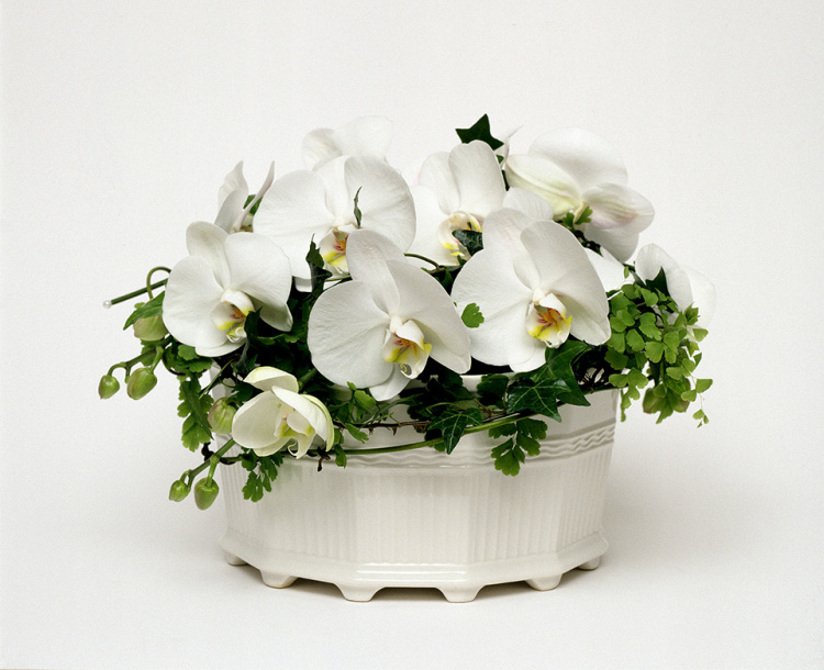 WALDEMARSUDDEKRUKAN® no 3