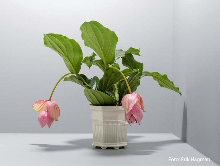 WALDEMARSUDDEKRUKAN® no 4