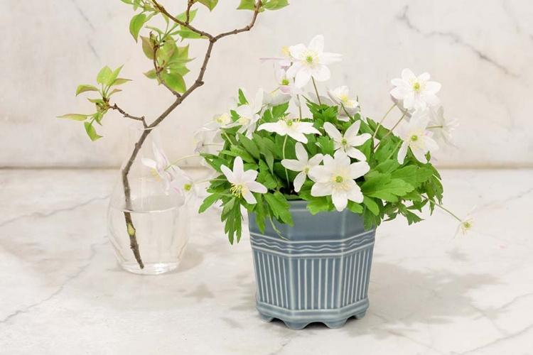 WALDEMARSUDDEKRUKAN nr 5 Jubileumskulören