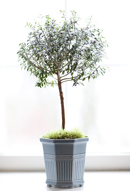 WALDEMARSUDDEKRUKAN® no 2, Jubilee edition