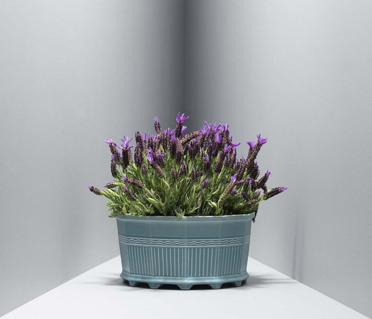 WALDEMARSUDDEKRUKAN®  nr 3 Jubileumskulören